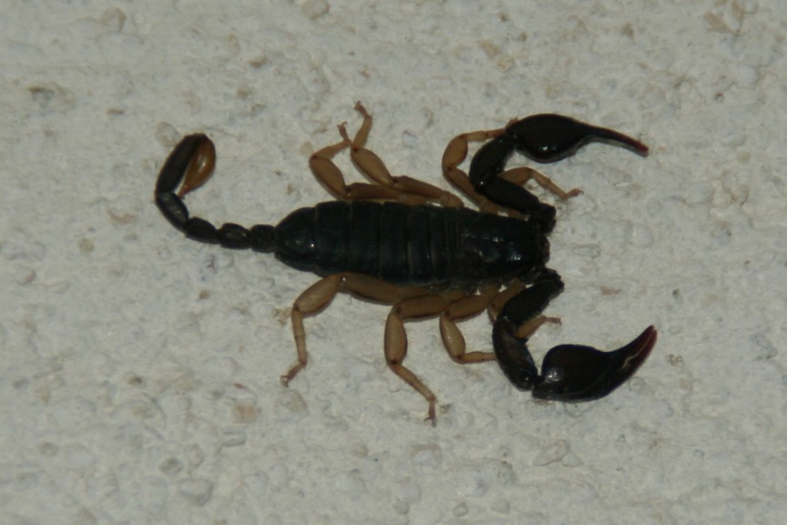 Scorpion / Le Beaucet / Provence-Alpes-Cote D'Azur / FRA