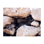 hyrax.jpg